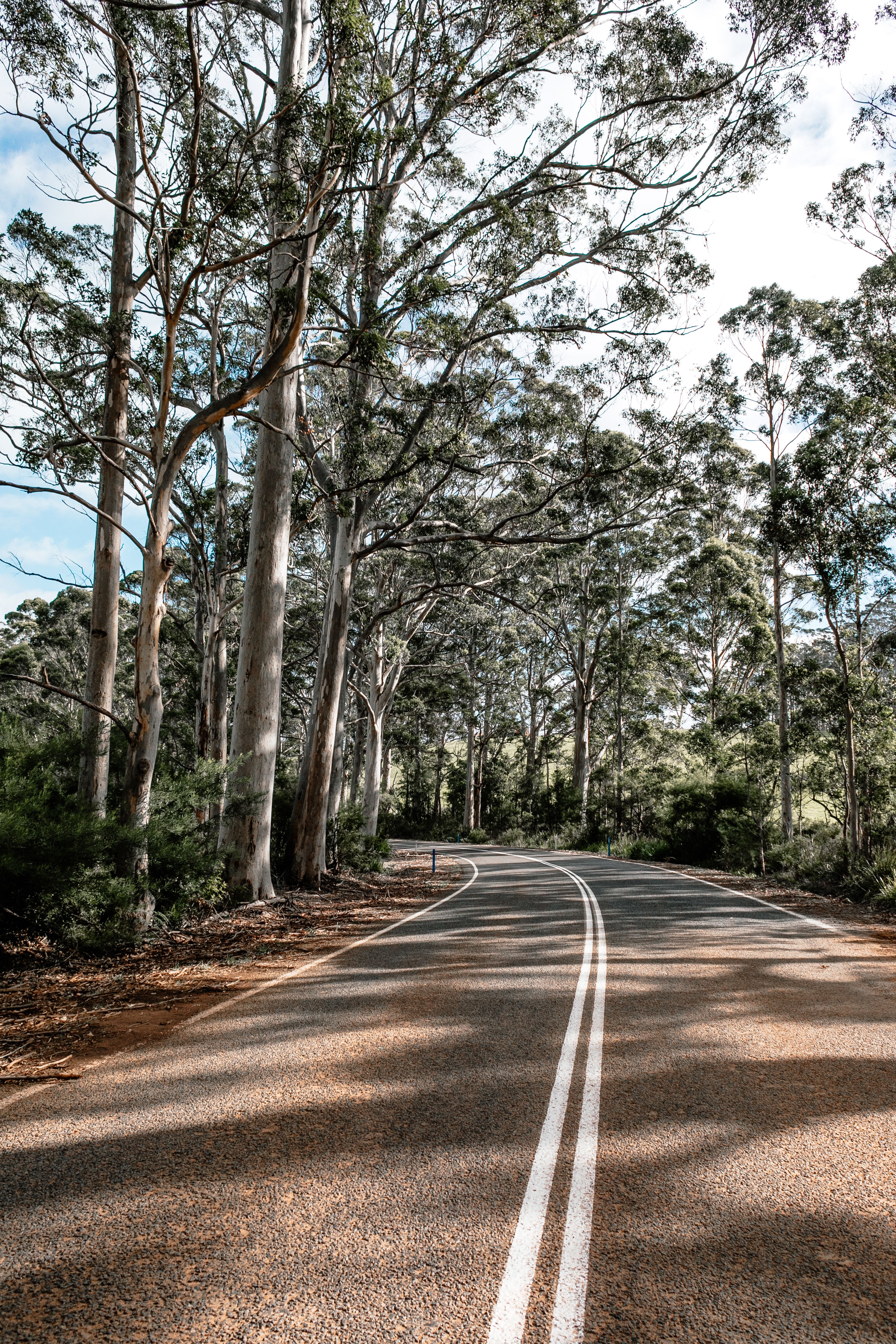 Road through the Australian eucalyptus bush